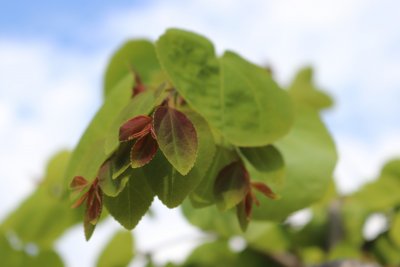 Cercidiphyllum japonicum 'Pendula' - zmarličník japonský - listy jaro